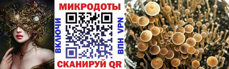 Купить где  Ветлуга  Псилоцибиновые грибы мицелий 